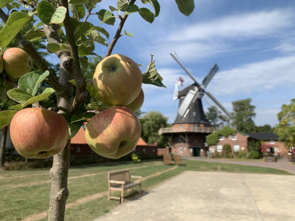 Apfelbaum mit Mühle im Hintergrund