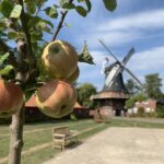 Apfelbaum mit Mühle im Hintergrund