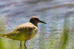 Zugvogelfrühstück 2024  Knutt